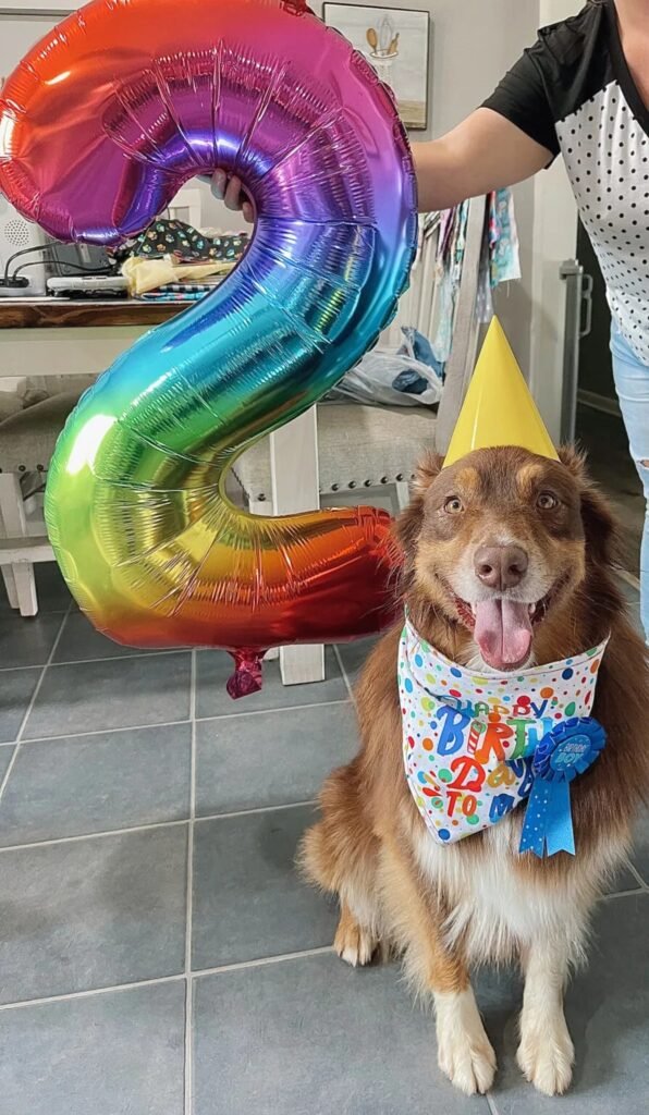 Apple Cinnamon and Cheddar Dog Cake