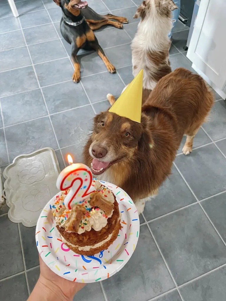Apple Cinnamon and Cheddar Dog Cake