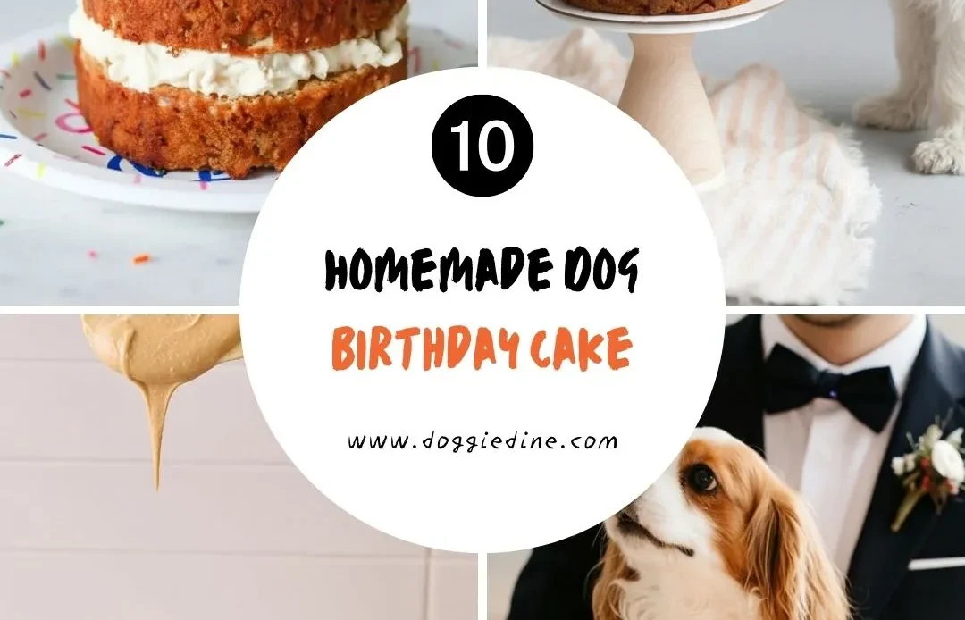10 Easy Homemade Dog Birthday Cake Recipes